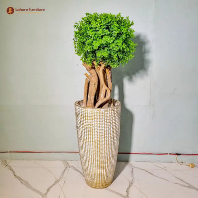 Elegant 1 Head Plant