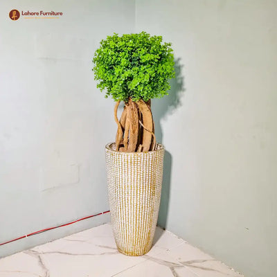 Elegant 1 Head Plant