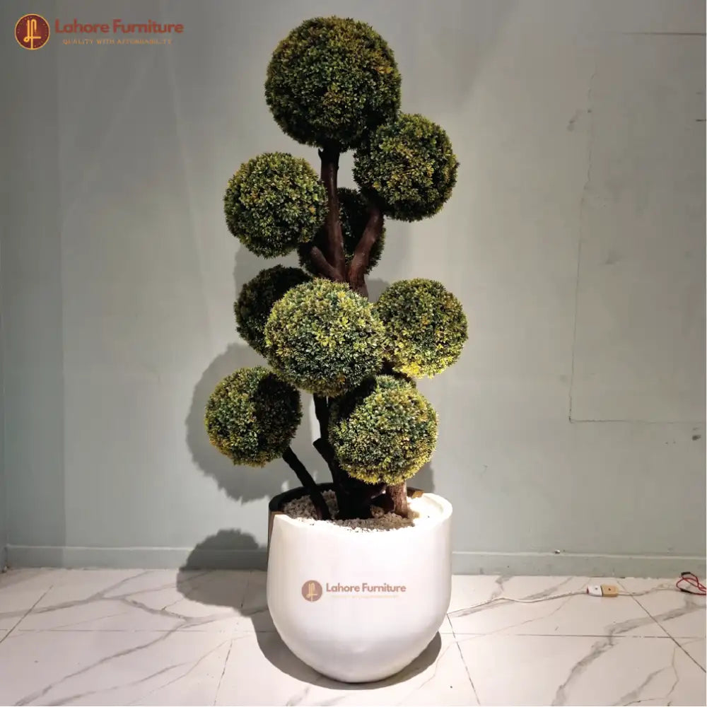 Beautiful 10 Head Plant