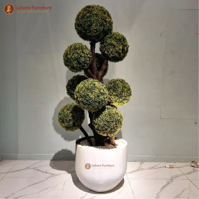 Beautiful 10 Head Plant