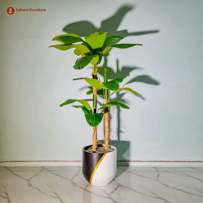 Lush Banana Leaf Plant