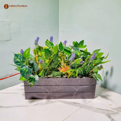 Beautiful Kayari Plant