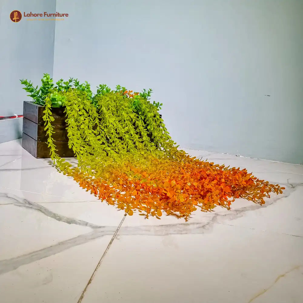 Kayari Plant with Vine