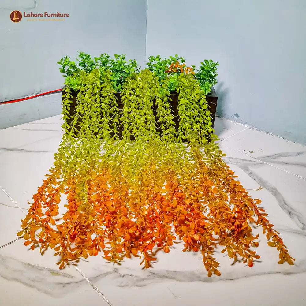 Kayari Plant with Vine