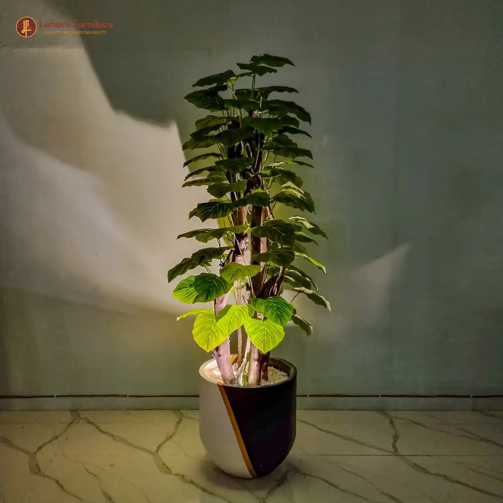 Money Plant