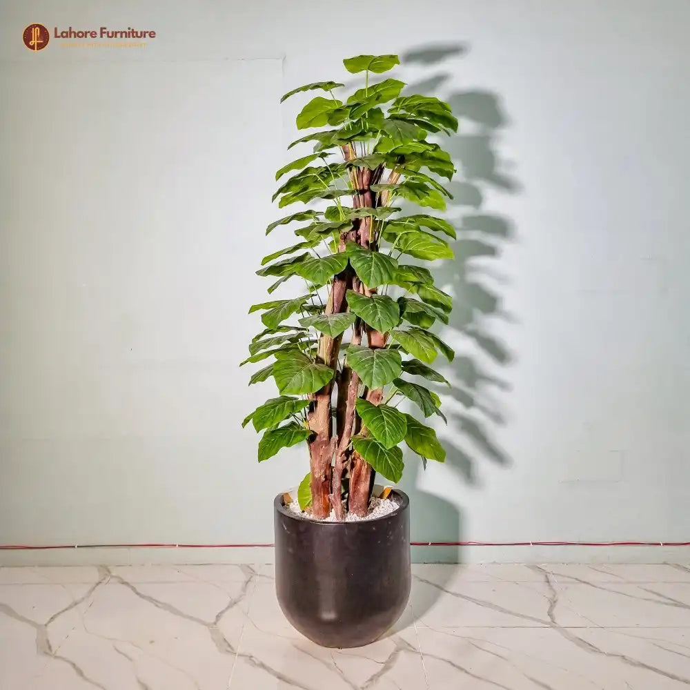Money Plant