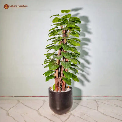 Money Plant