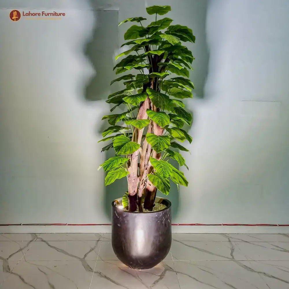 Money Plant