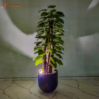Money Plant